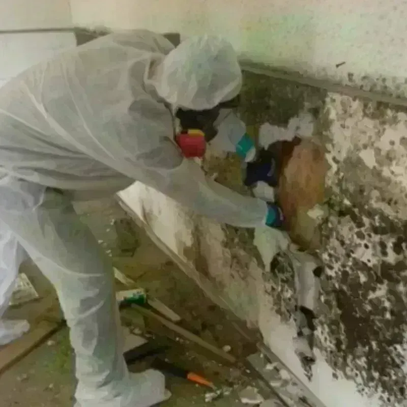 Mold Remediation and Removal in Bay Harbor, MI